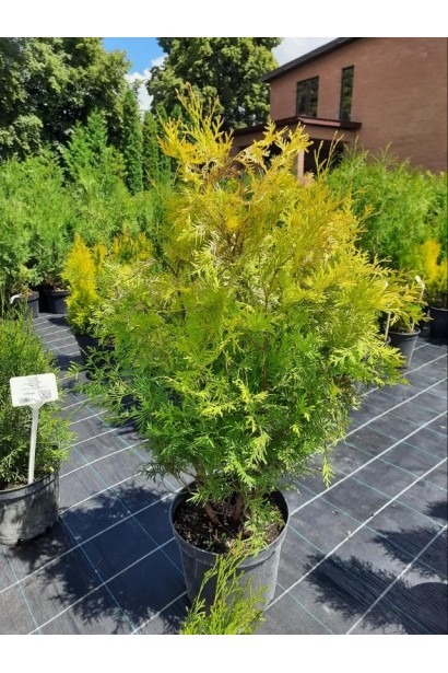 Туя західна Єуроп Голд - 5-7,5л/вис.70-80см/Ø30-40см